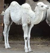 White 2 hump dromedary