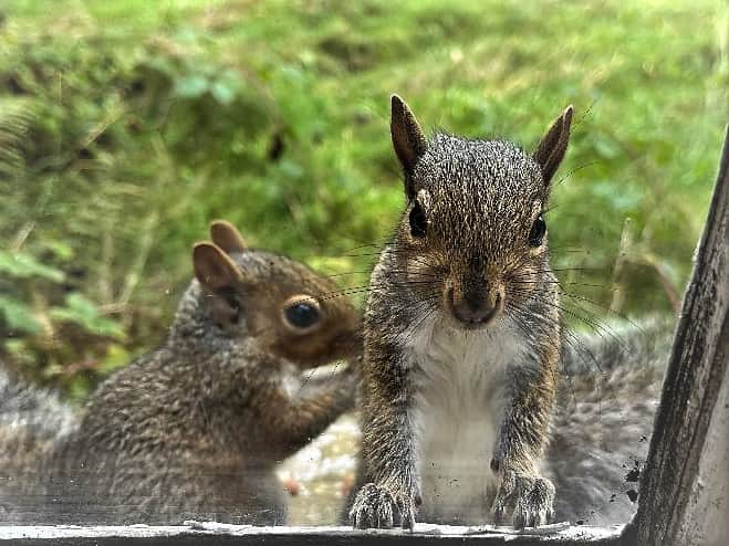 IMG_1484 baby squirrels