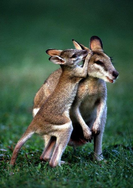 Yellow footed rock wallabies