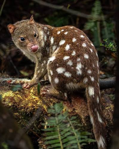 Quoll