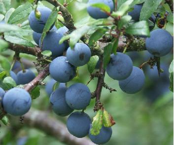 sloe-berries-on-the-blackthorn