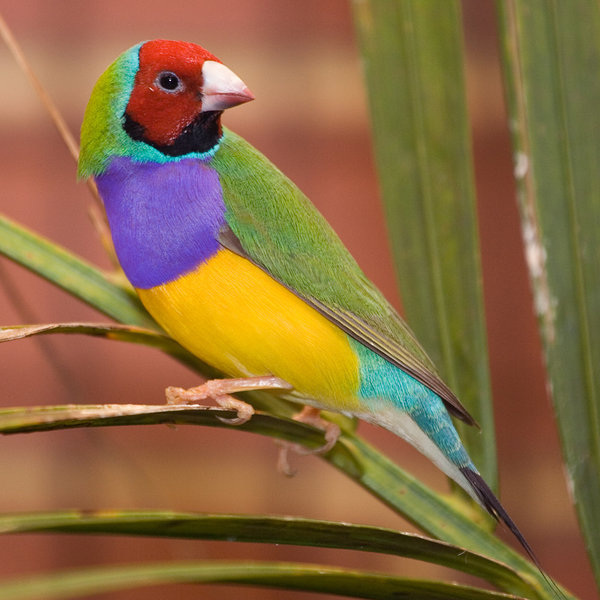 finch