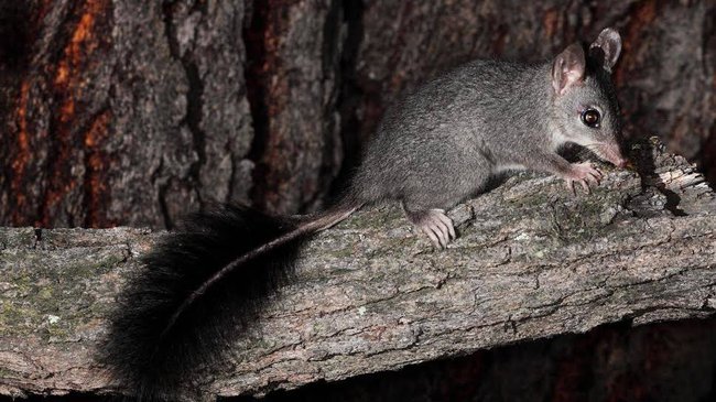 Brushtailed Phascogale