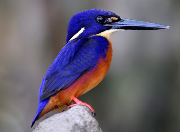 kingfisher