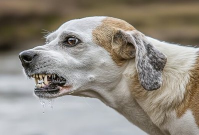 Snarling Dog
