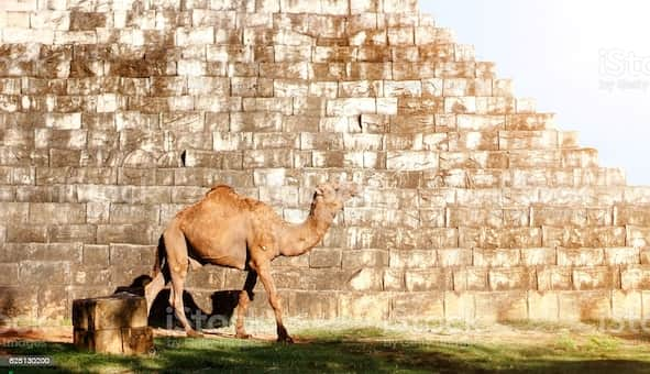 camel passing brick wall