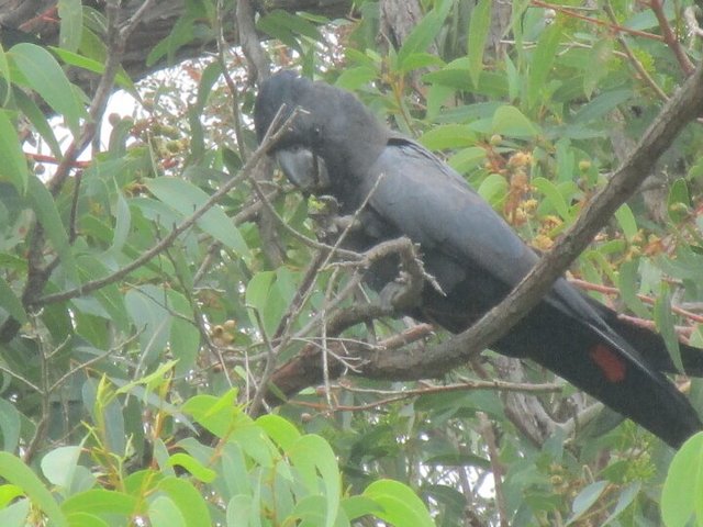 Male-Red-Tailed-Black-Cockatoo