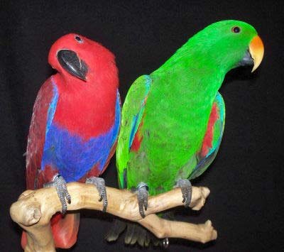 eclectus