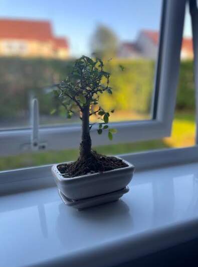 bonsai1a