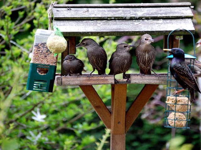 Birds feeding