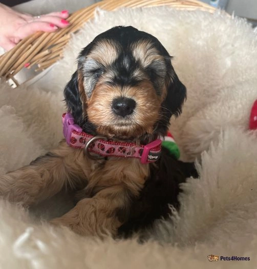 cockapoo-dogs-for-sale-5-stunning-f1-health-tested-sable-cockapoo-girls-osbaston-monmouth-image-1