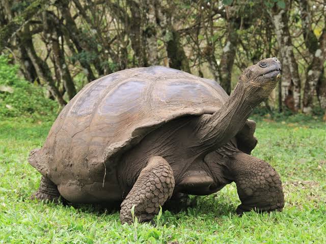 tortoise