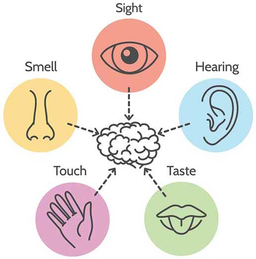 making-the-most-of-your-five-senses