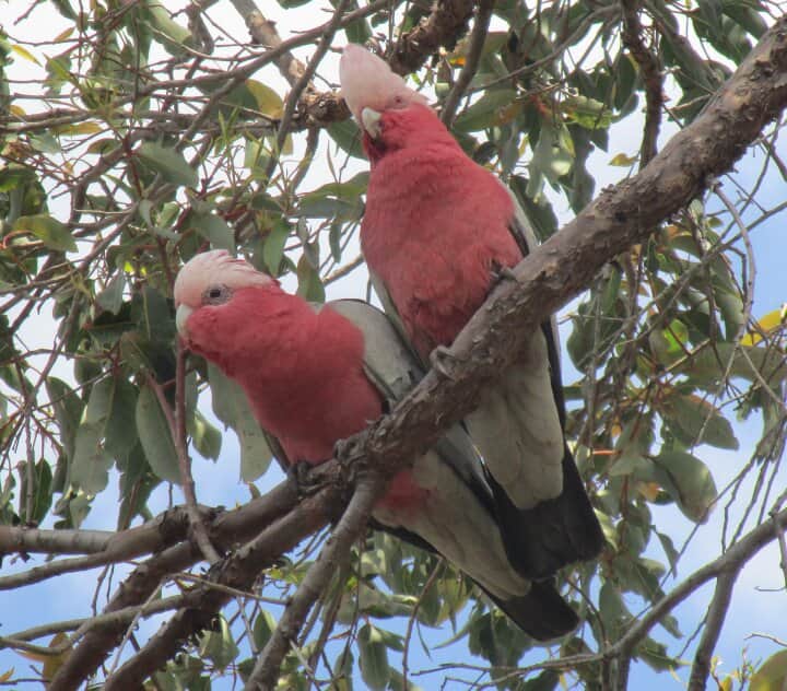 2 galahs 1
