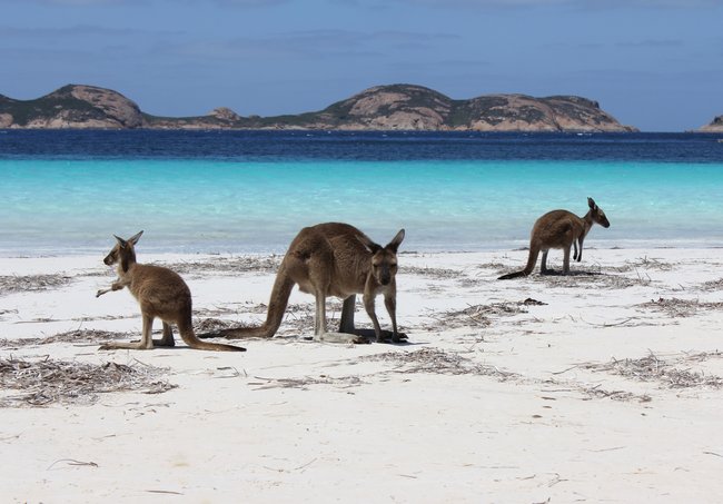 Kangaroos on beach