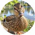 WeeDuck22